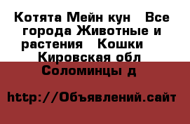 Котята Мейн кун - Все города Животные и растения » Кошки   . Кировская обл.,Соломинцы д.